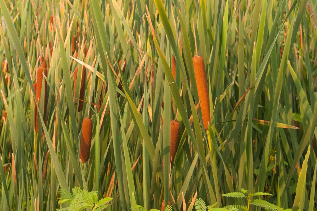 cattail flowers