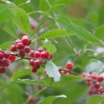 autumn olive fruit