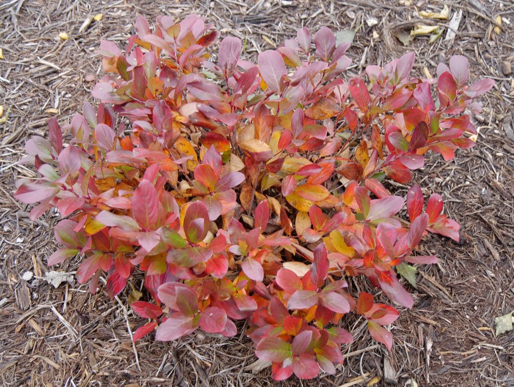 Aronia Low Scape Mound P1080960 - Backyard Forager