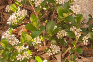 Spring flowers of Aronia 'Low Scape Mound'