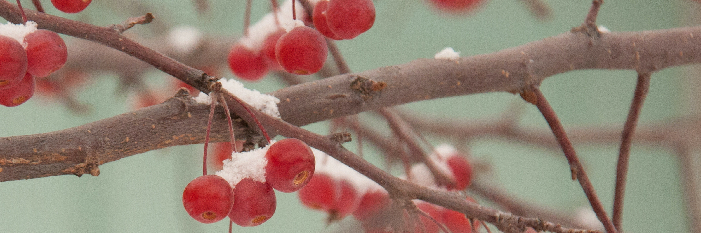 1-snowy crabapples