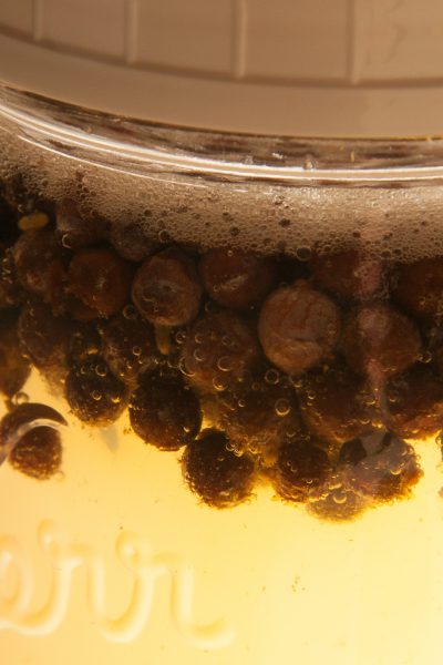 juniper berries fermenting in water