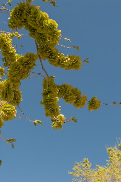 Siberian elm samaras in the tree