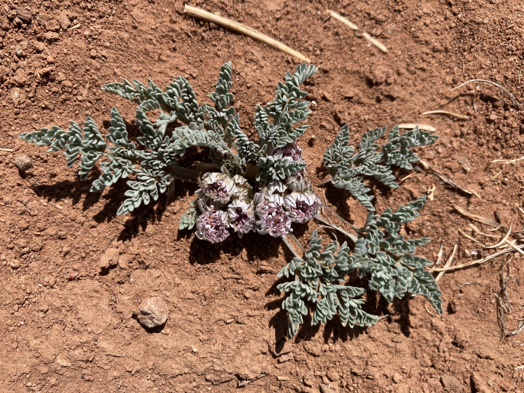 Cymopterus species an Edible Desert Ephemeral Backyard Forager