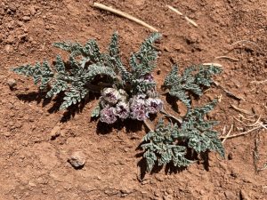 Cymopterus species in bloom