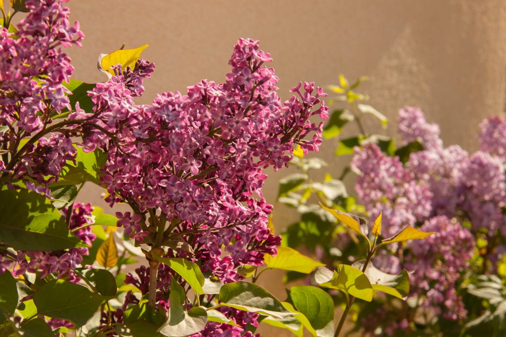 lilac flowers