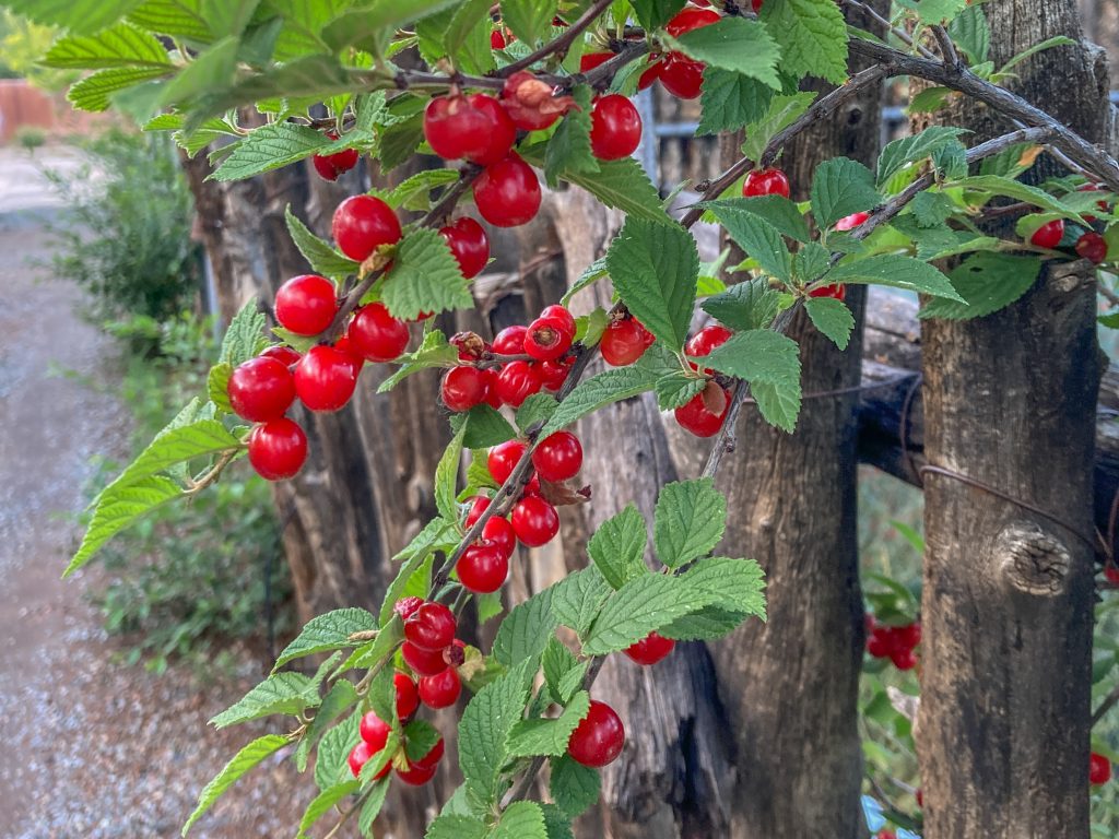 Nanking cherry fruit on shrub