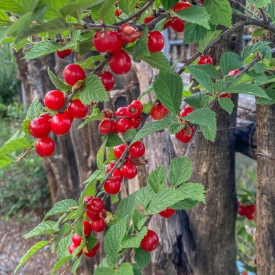 Nanking cherry fruit on shrub