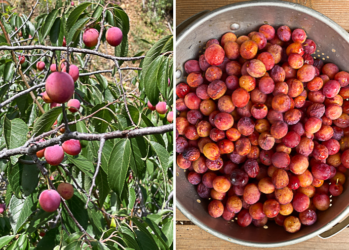 Wild Plum Recipes - Grow Native!