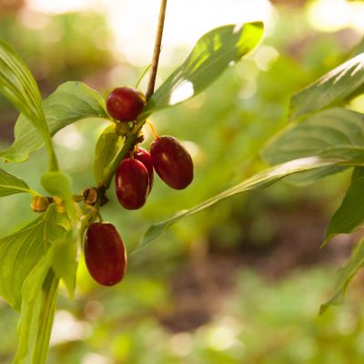 Cornelian Cherry Syrup: Recipe