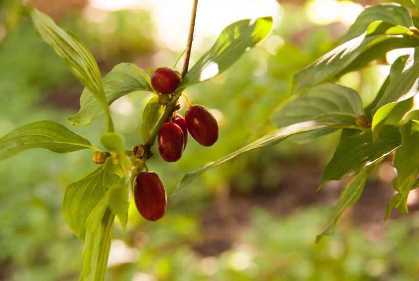 cornelian cherries on the tree