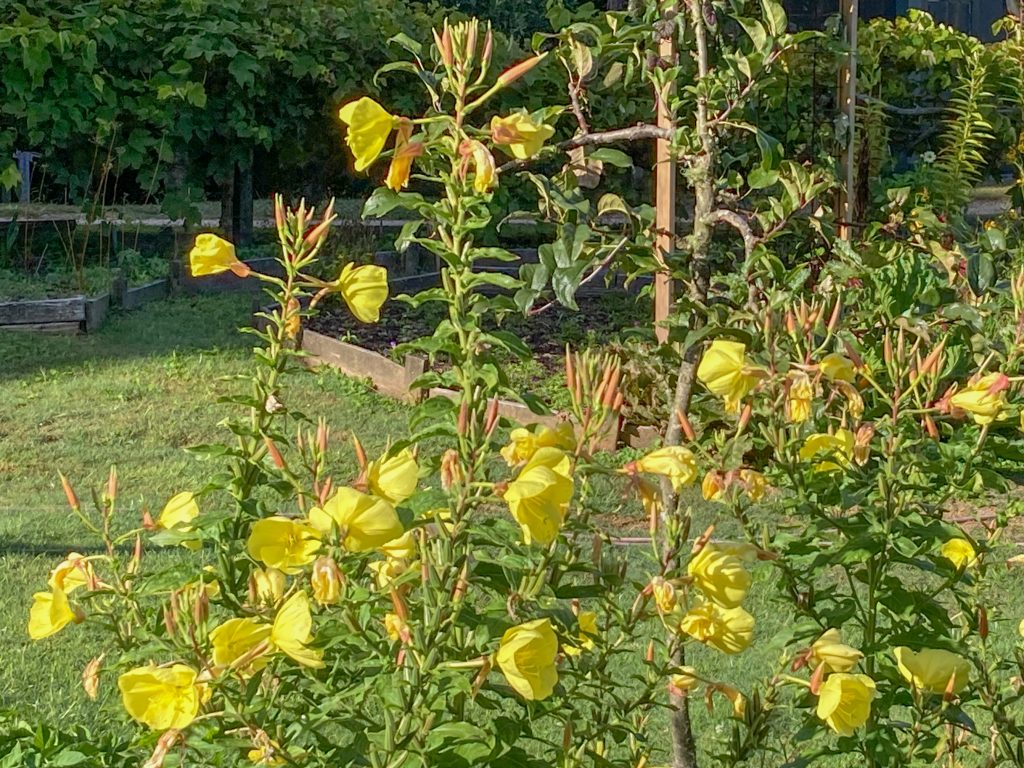 yellow evening primrose flowers in a garden