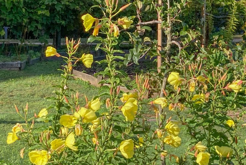 yellow evening primrose flowers in a garden