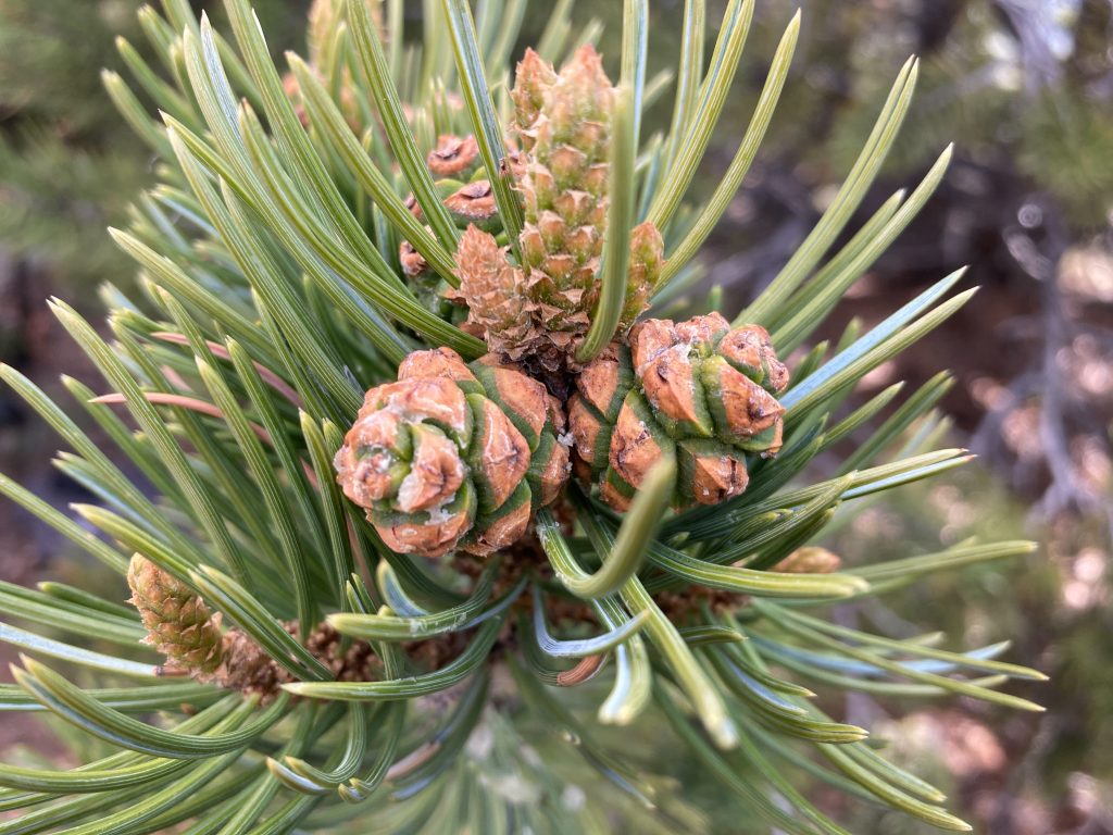 immature pinon pine cones