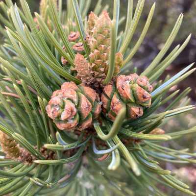 immature pinon pine cones