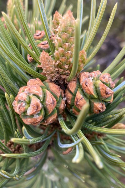 immature pinon pine cones