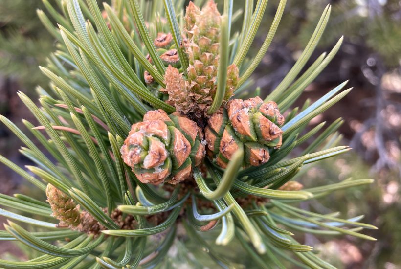 immature pinon pine cones