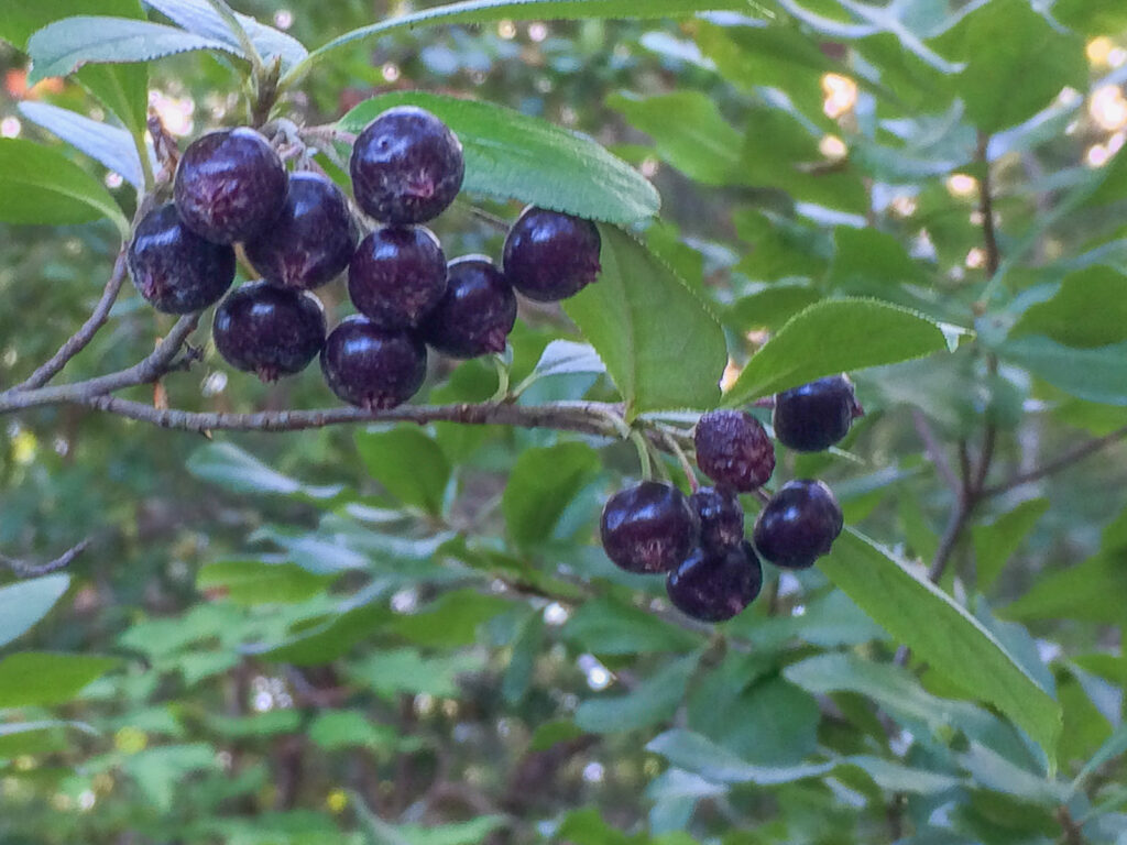 dark blue aronia berries