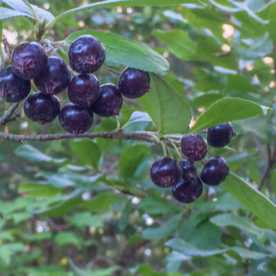 You will not Choke on Chokeberry (Aronia spp.)