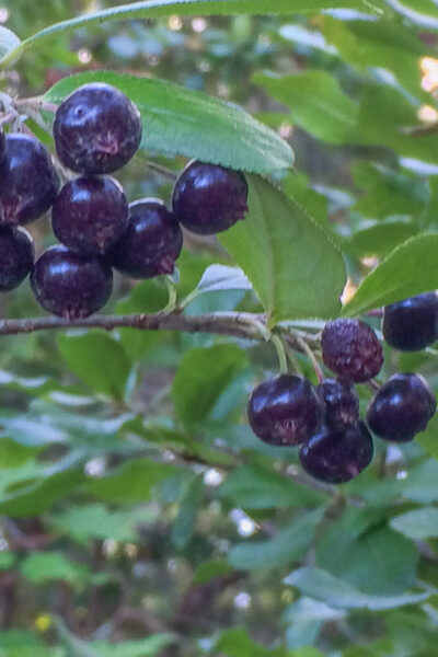 dark blue aronia berries