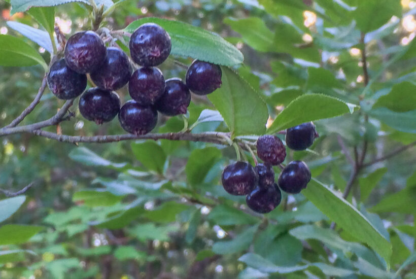 dark blue aronia berries